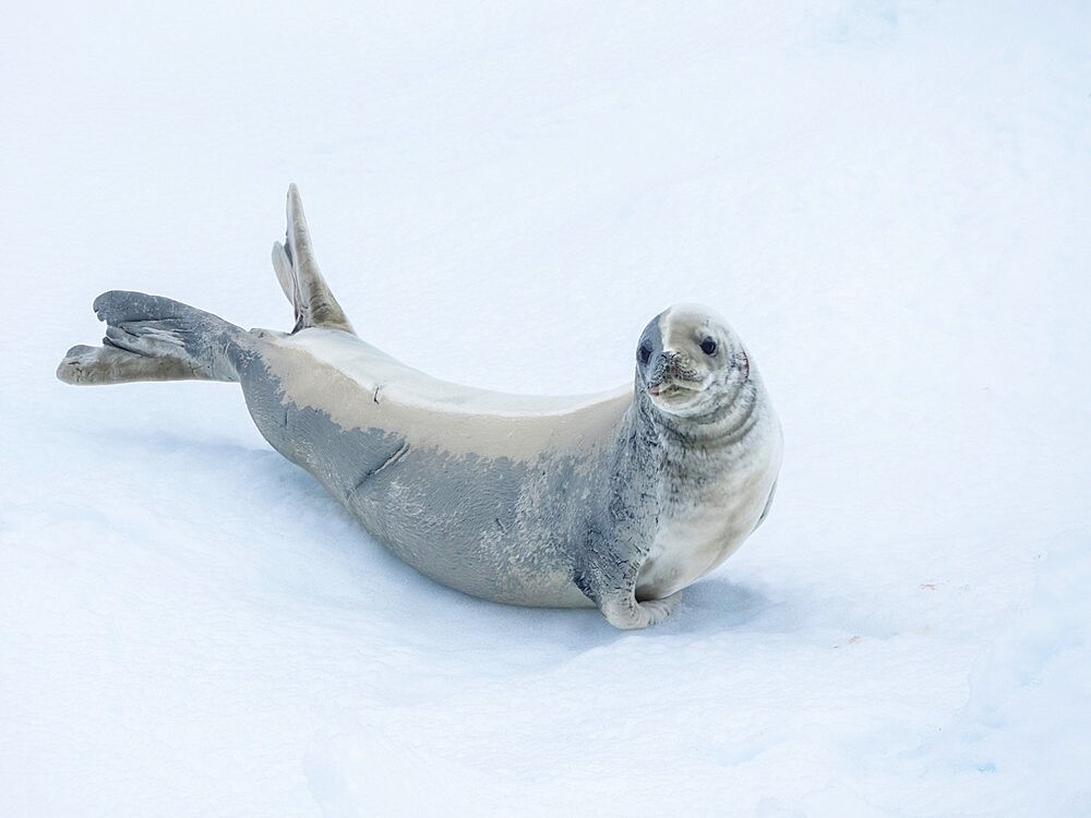 Adult crabeater seal (Lobodon carcinophaga), on ice in the Bellingshausen Sea, Antarctica, Polar Regions