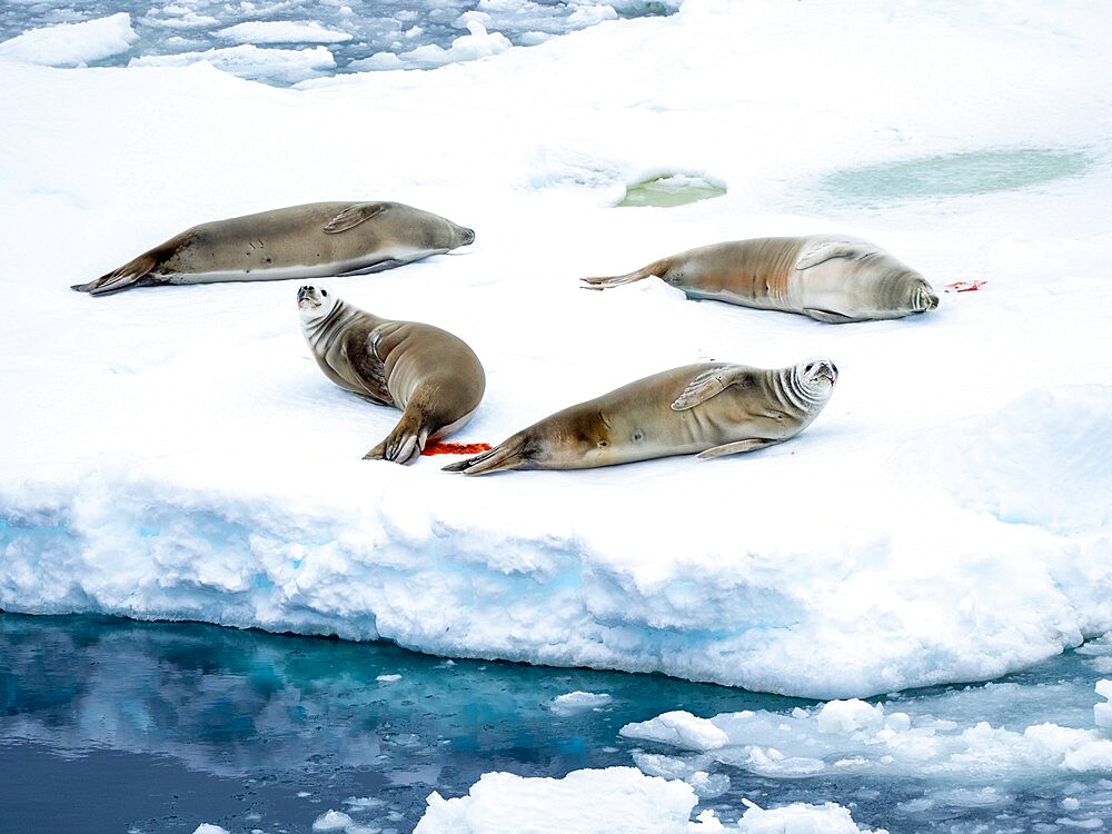 Adult crabeater seals (Lobodon carcinophaga), on ice in the Bellingshausen Sea, Antarctica, Polar Regions