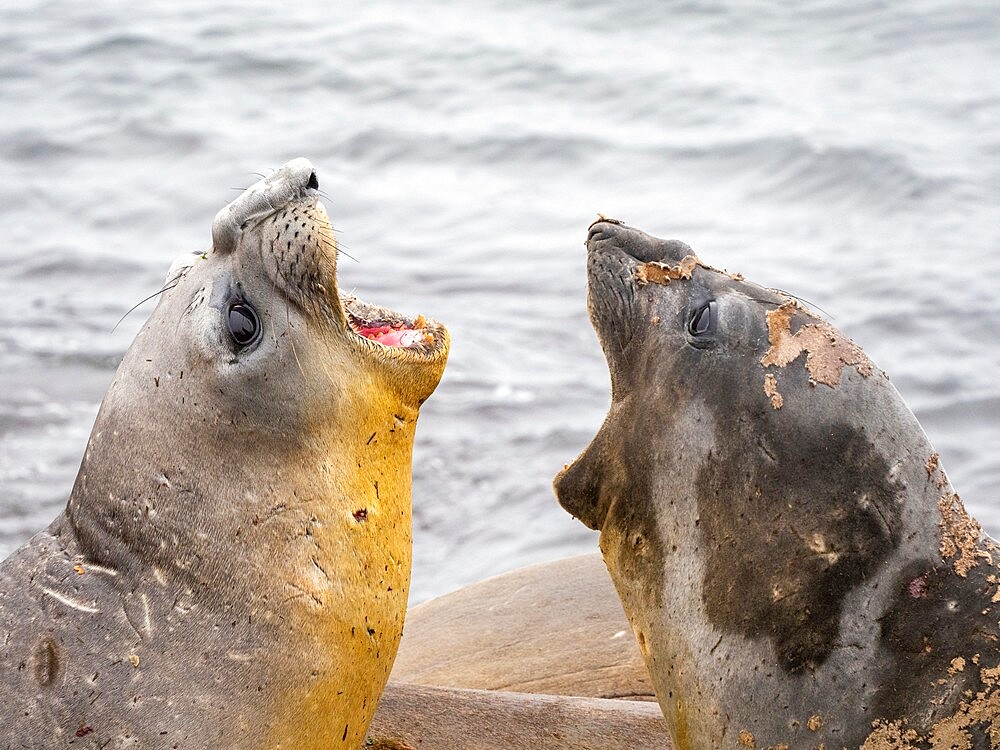 Two young bull southern elephant seals (Mirounga leonina), fighting on the beach on Snow Island, Antarctica, Polar Regions