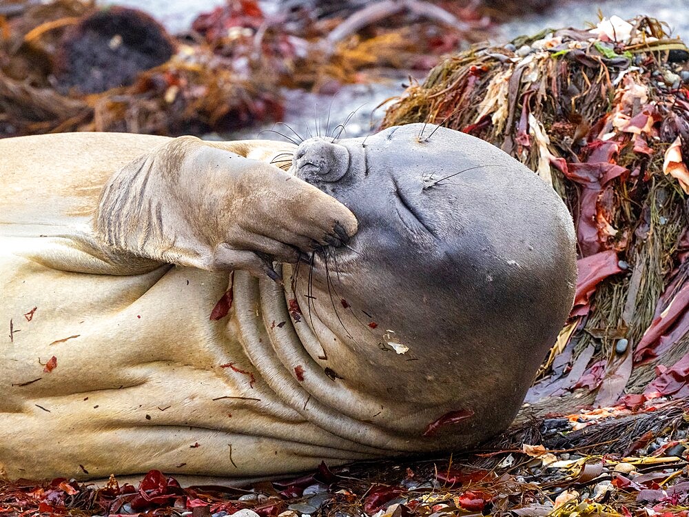 The face of a molting southern elephant seal (Mirounga leonina), on the beach on Snow Island, Antarctica, Polar Regions