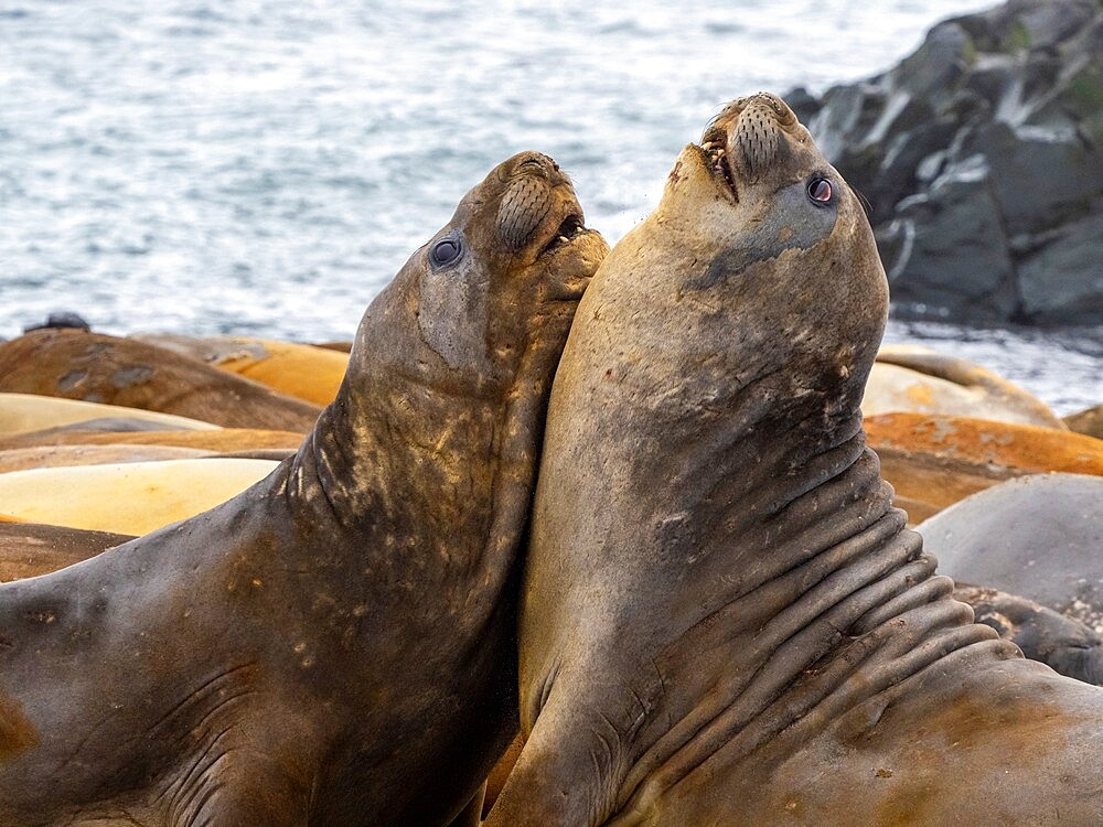 Two adult bull southern elephant seals (Mirounga leonina), fighting on the beach on Snow Island, Antarctica, Polar Regions