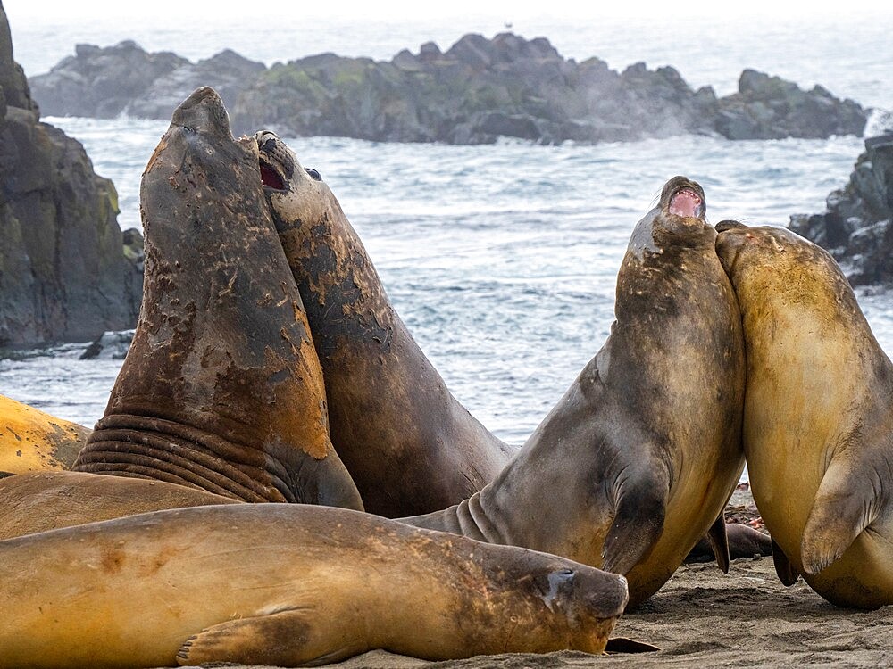 Four adult bull southern elephant seals (Mirounga leonina), fighting on the beach on Snow Island, Antarctica, Polar Regions