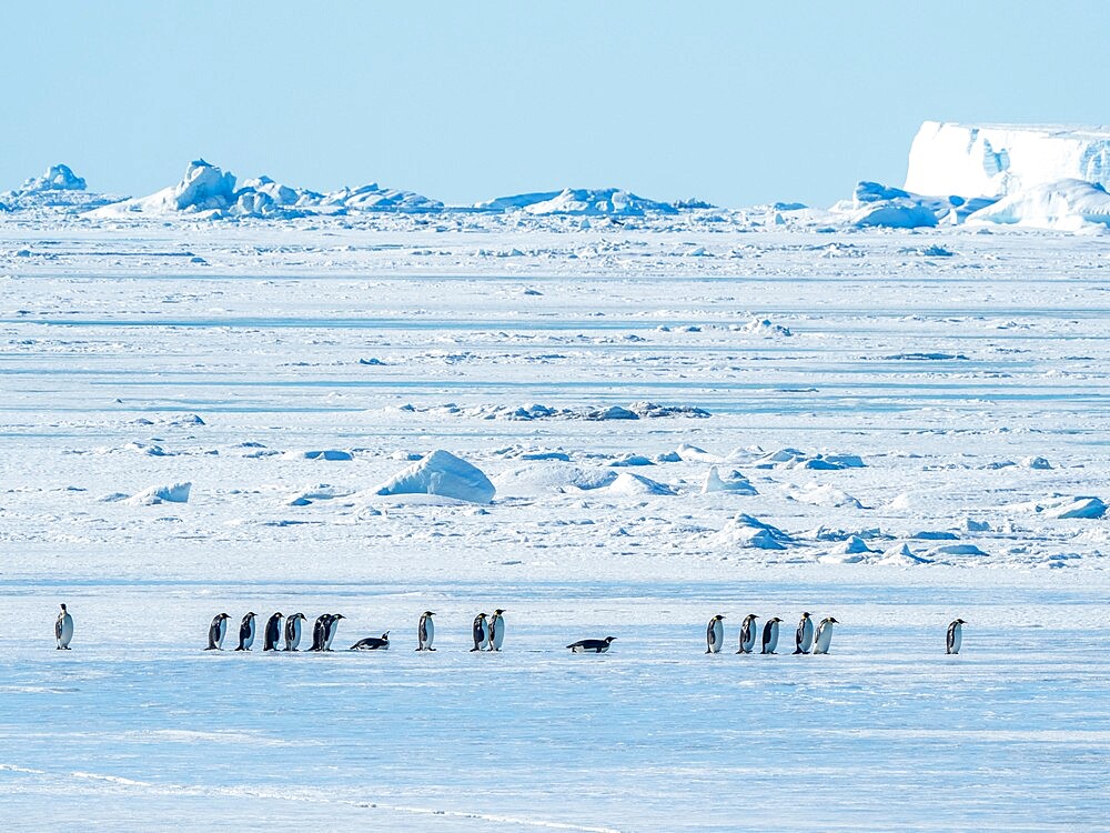 A group of emperor penguins (Aptenodytes forsteri), on the ice near Snow Hill Island, Weddell Sea, Antarctica, Polar Regions