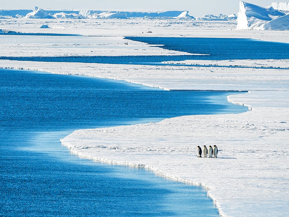 A group of emperor penguins (Aptenodytes forsteri), on the ice near Snow Hill Island, Weddell Sea, Antarctica, Polar Regions