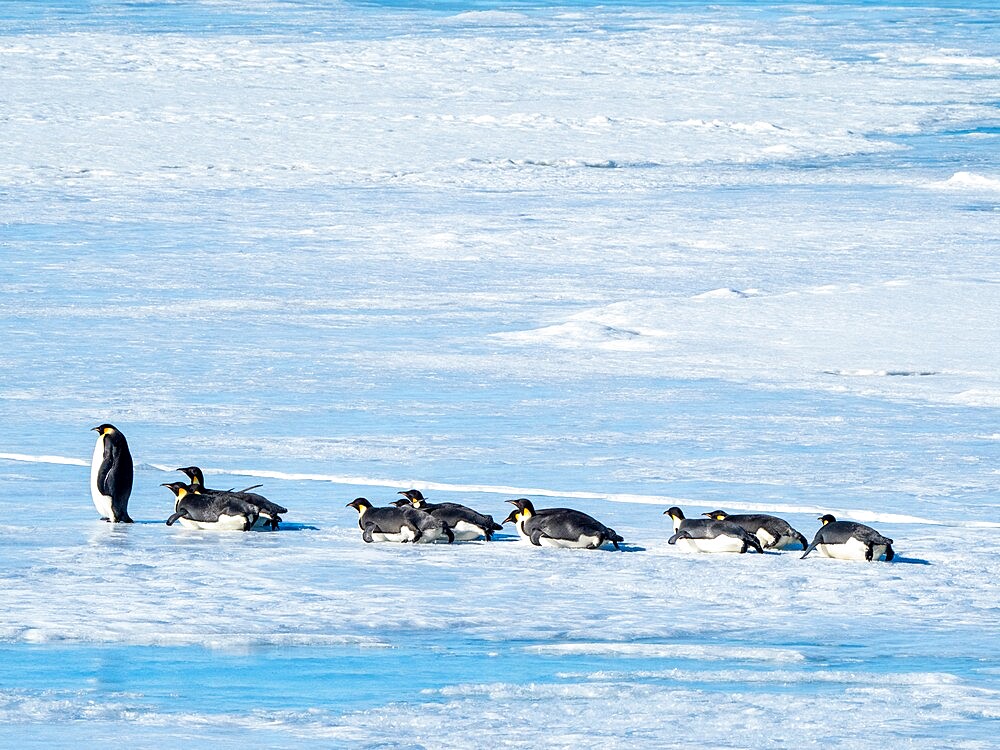 A group of emperor penguins (Aptenodytes forsteri), on the ice near Snow Hill Island, Weddell Sea, Antarctica, Polar Regions