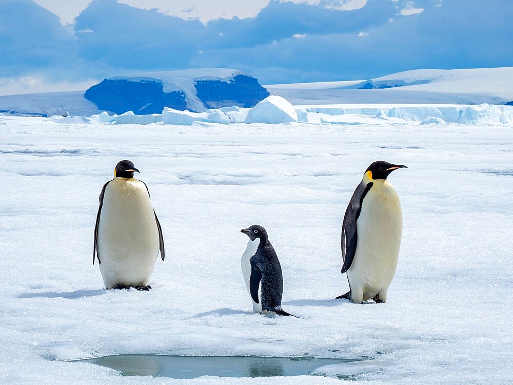 A pair of emperor penguins (Aptenodytes forsteri), with an Adelie penguin near Snow Hill Island, Weddell Sea, Antarctica, Polar Regions