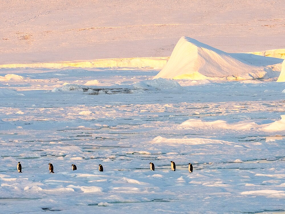 A group of emperor penguins (Aptenodytes forsteri), on the ice near Snow Hill Island, Weddell Sea, Antarctica, Polar Regions