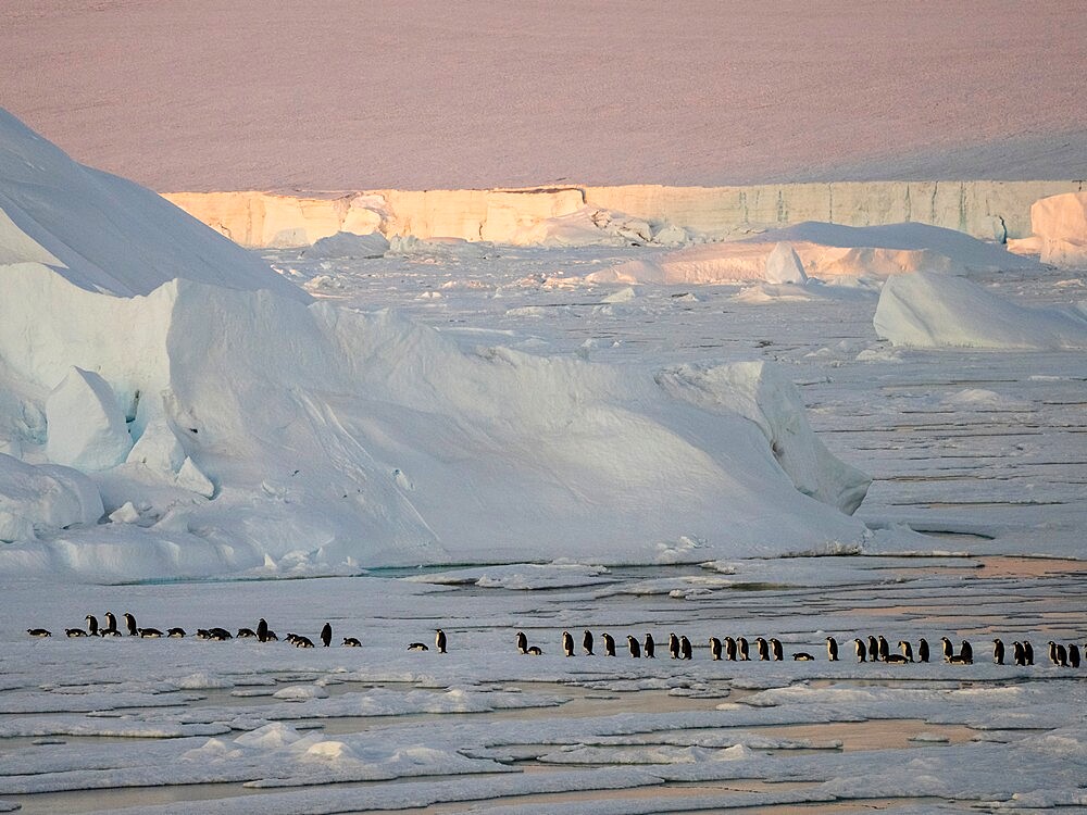 A group of emperor penguins (Aptenodytes forsteri), on the ice near Snow Hill Island, Weddell Sea, Antarctica, Polar Regions