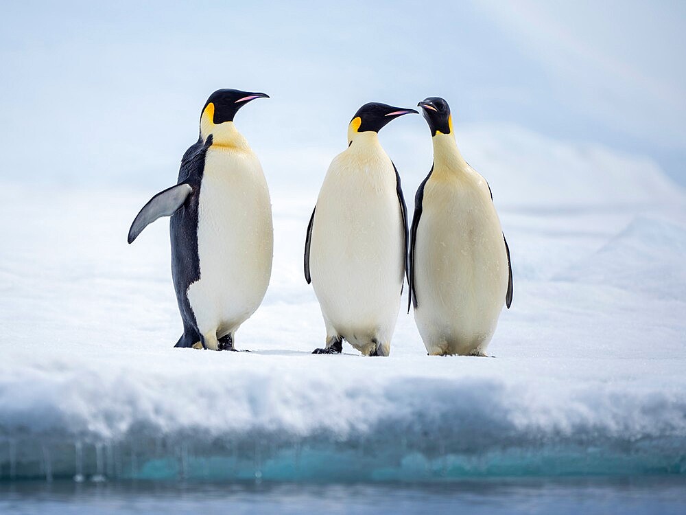 A group of emperor penguins (Aptenodytes forsteri), on the ice near Snow Hill Island, Weddell Sea, Antarctica, Polar Regions