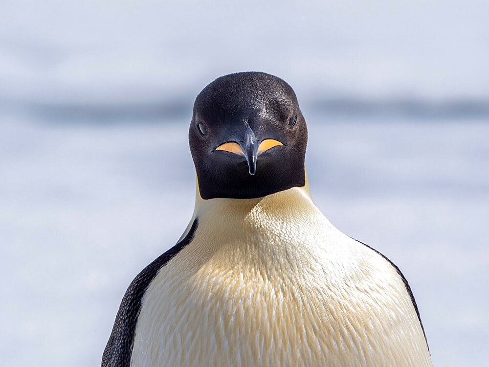 An adult emperor penguin (Aptenodytes forsteri), on the ice near Snow Hill Island, Weddell Sea, Antarctica, Polar Regions