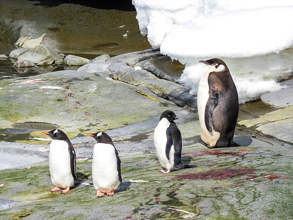 A young emperor penguin (Aptenodytes forsteri), near Adelie and gentoo penguins on Pleneau Island, Antarctica, Polar Regions