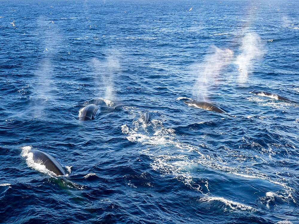 Adult fin whales (Balaenoptera physalus), feeding on krill near Coronation Island, South Orkney Islands, Antarctica, Polar Regions