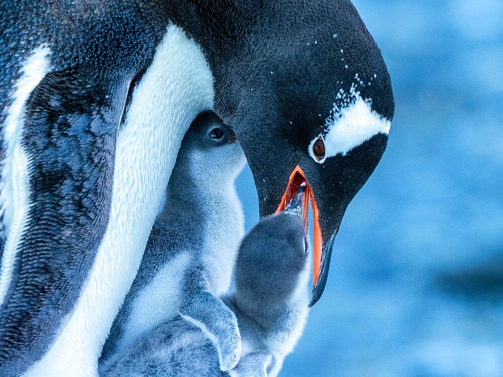 An adult gentoo penguin (Pygoscelis papua), feeding a chick at Brown Bluff, Antarctic Sound, Antarctica, Polar Regions