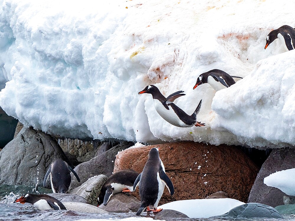 Adult gentoo penguins (Pygoscelis papua), leaping in to the sea at Danco Island, Antarctica, Polar Regions