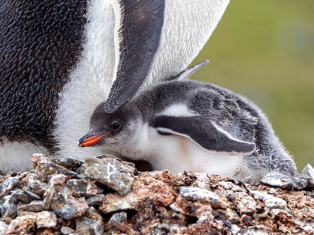 A gentoo penguin (Pygoscelis papua), chick with its parent on Barrientos Island, Aitcho Island Group, Antarctica, Polar Regions