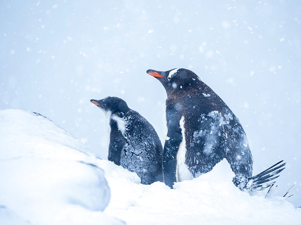 Gentoo penguin (Pygoscelis papua), with chick during a snowstorm at Brown Bluff, Antarctic Sound, Antarctica, Polar Regions