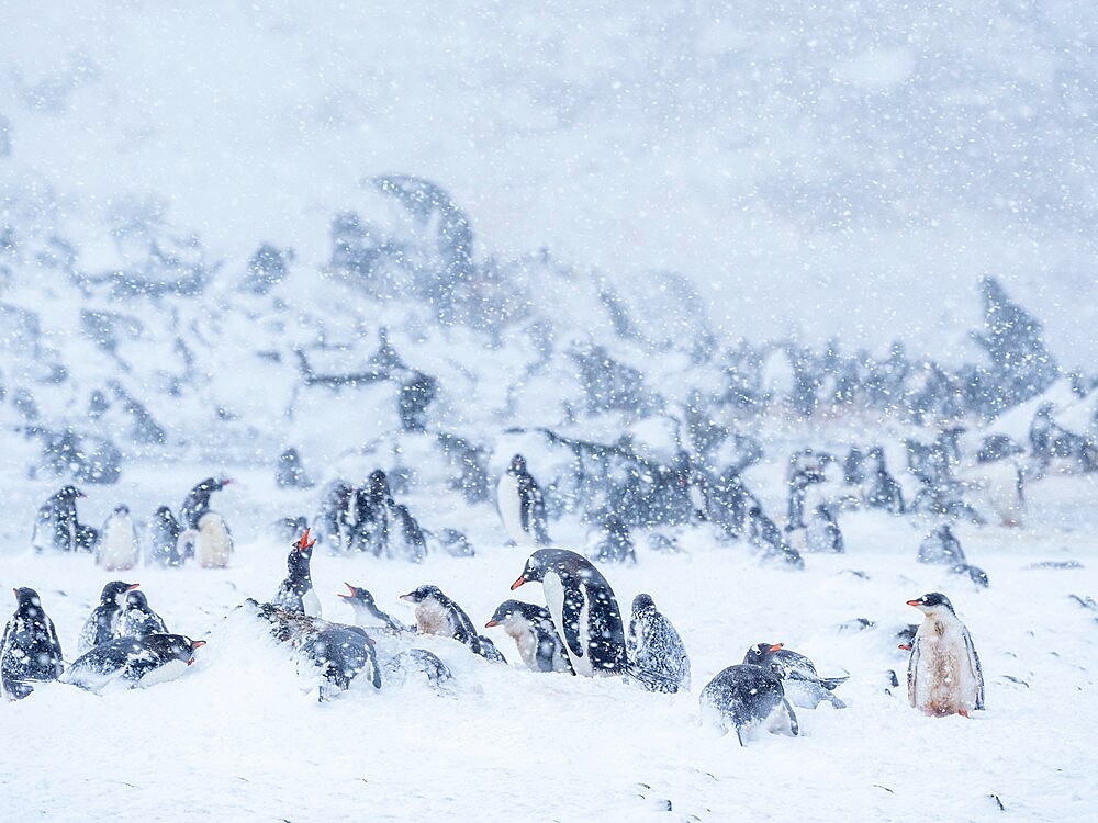 Gentoo penguins (Pygoscelis papua), at breeding colony during a snowstorm, Brown Bluff, Antarctic Sound, Antarctica, Polar Regions