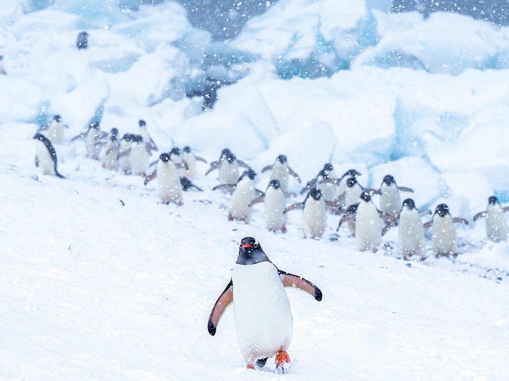 Gentoo penguin (Pygoscelis papua), at breeding colony during a snowstorm, Brown Bluff, Antarctic Sound, Antarctica, Polar Regions