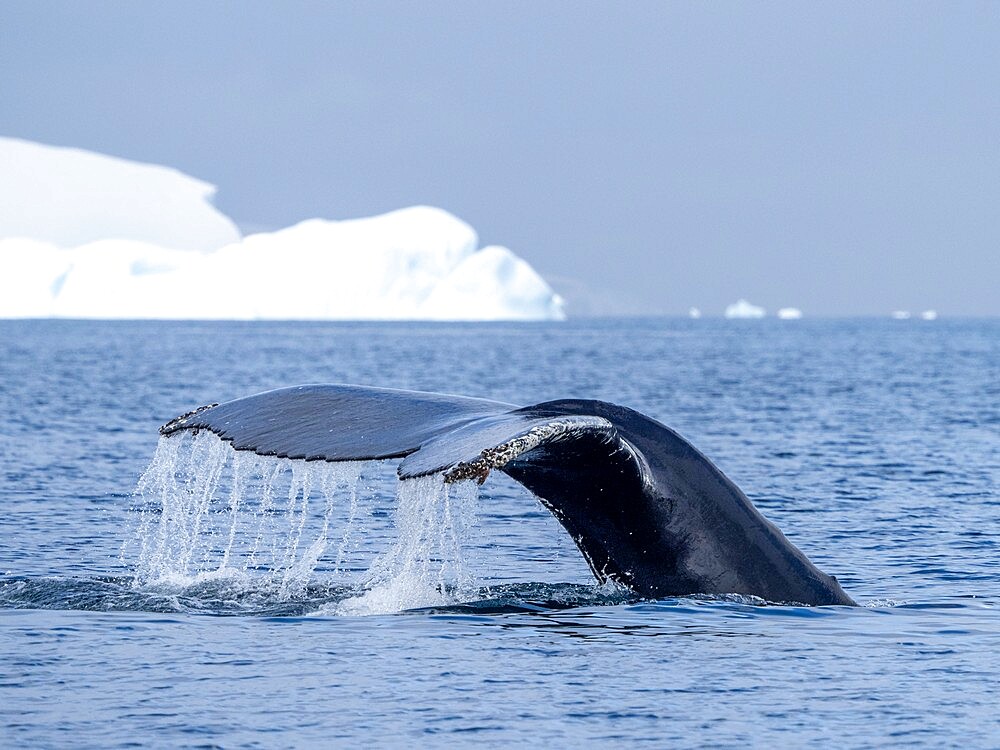 An adult humpback whale (Megaptera novaeangliae), flukes up dive amongst ice at Brabant Island, Antarctica, Polar Regions