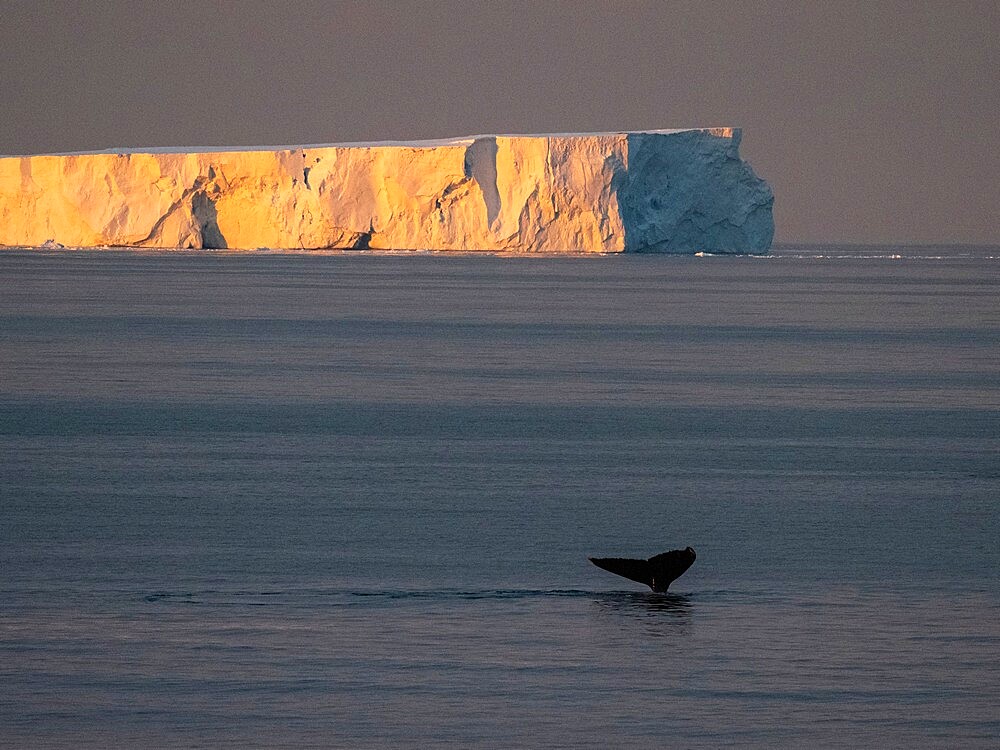 An adult humpback whale (Megaptera novaeangliae), flukes up dive at sea to Peter I Island, Antarctica, Polar Regions