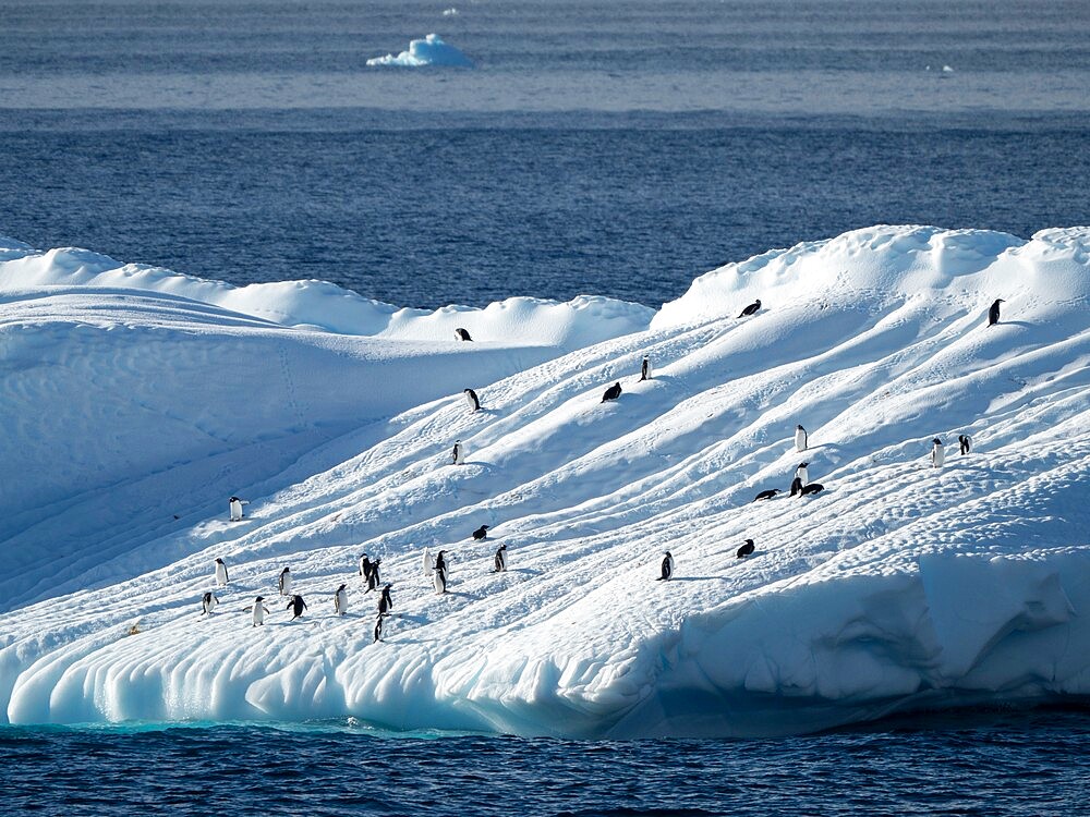 Penguins hauled out on an iceberg near Brown Bluff, Weddell Sea, Antarctica, Polar Regions