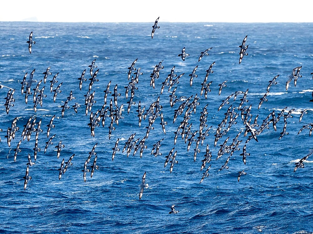 Pintado petrels (Daption capense), in flight on the north end of Coronation Island, South Orkneys, Antarctica, Polar Regions