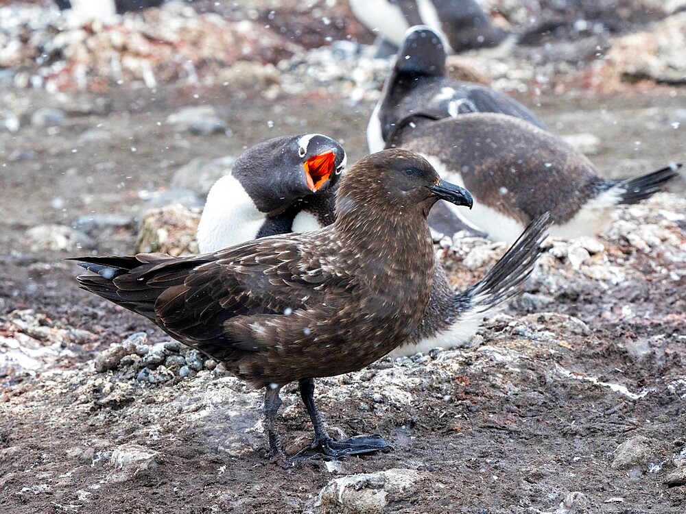 An adult brown skua (Stercorarius antarcticus), harassing a gentoo penguin on Barrientos Island, Antarctica, Polar Regions