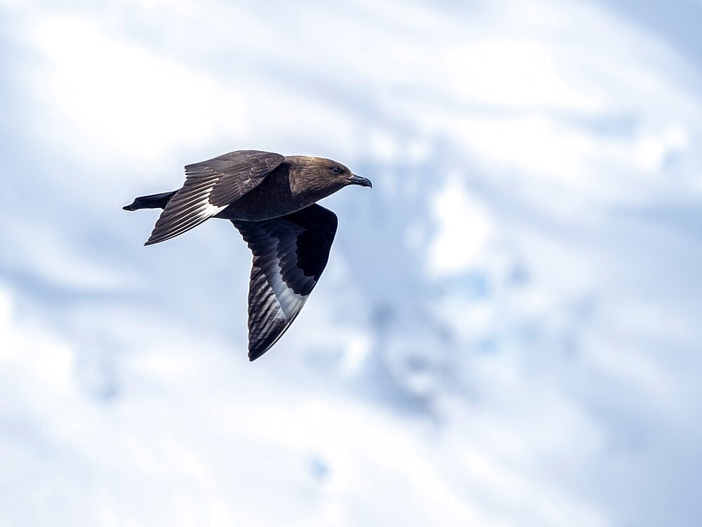 Adult brown skua (Stercorarius antarcticus), in flight in the Lemaire Channel, Antarctica, Polar Regions