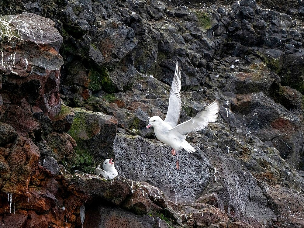 A pair of adult southern fulmars (Fulmarus glacialoides), on nest at Peter I Island in the Bellingshausen Sea, Antarctica, Polar Regions