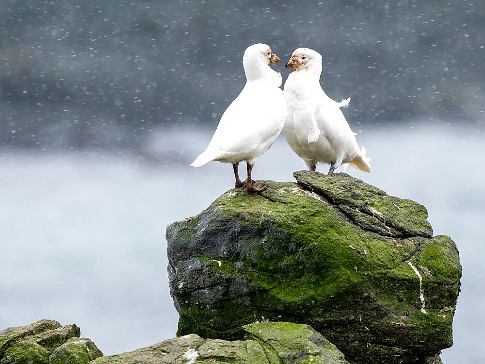 Adult snowy sheathbill (Chionis albus), courtship display on Barrientos Island, Aitcho Island Group, Antarctica, Polar Regions