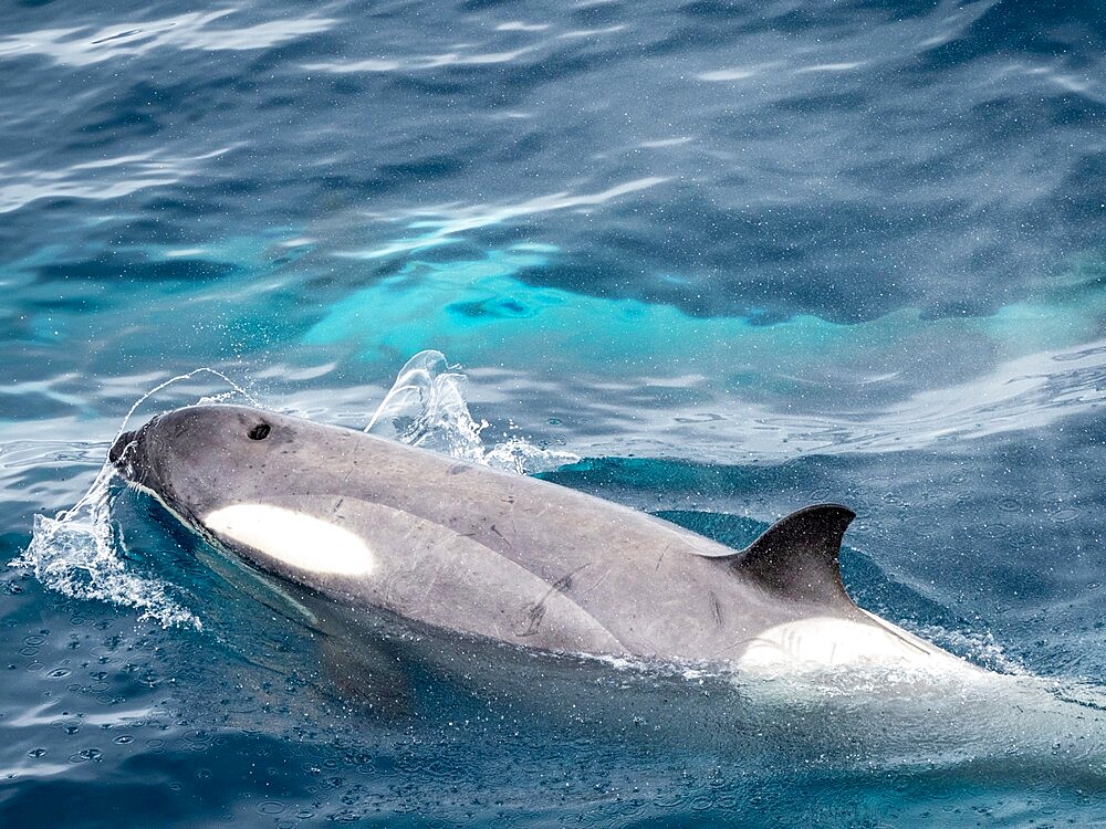 Curious type B2 killer whale (Orcinus orca), inspecting the ship in the Errera Channel, Antarctica, Polar Regions