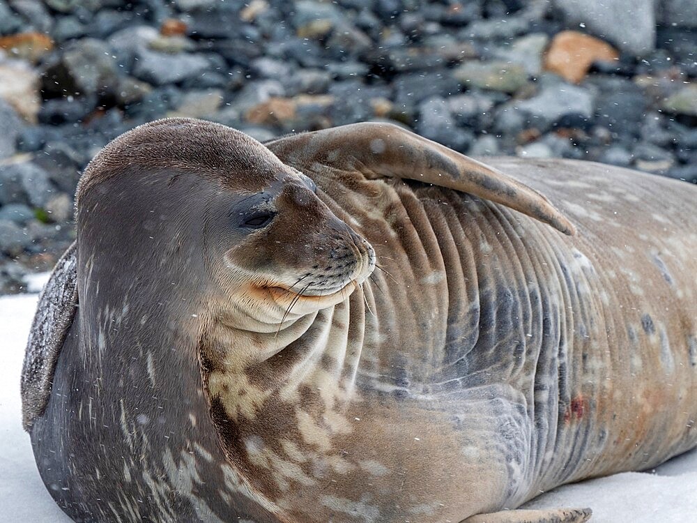 An adult Weddell seal (Leptonychotes weddellii), hauled out on Half Moon Island, South Shetlands, Antarctica, Polar Regions