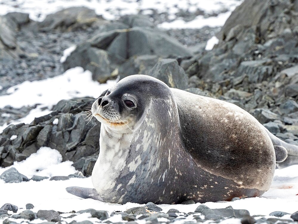 An adult Weddell seal (Leptonychotes weddellii), hauled out at Tay Head, Joinville Island, Antarctica, Polar Regions