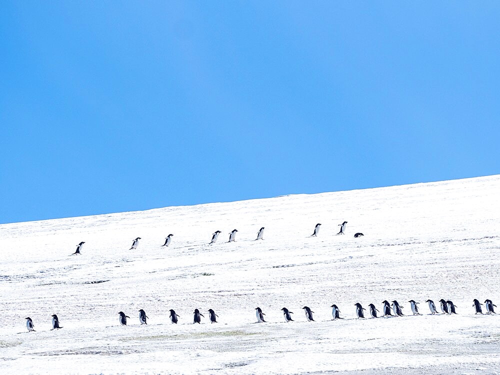 Adult Adelie penguins (Pygoscelis adeliae), walking along a glacier, Thule Island, South Sandwich Islands, South Atlantic, Polar Regions