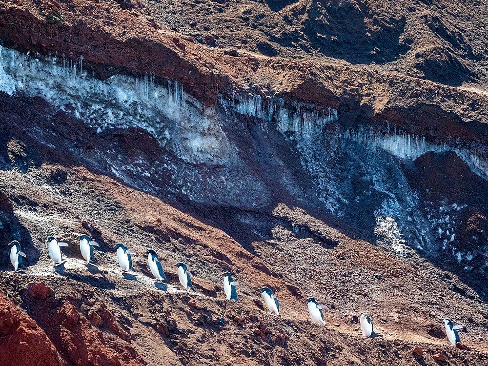 Adult Adelie penguins (Pygoscelis adeliae), walking along a glacier, Thule Island, South Sandwich Islands, South Atlantic, Polar Regions