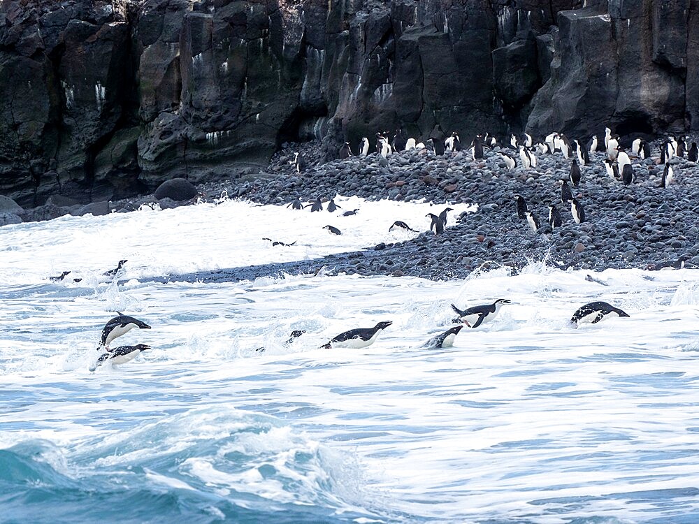 Adult Adelie penguins (Pygoscelis adeliae), swimming for the shoreline, Thule Island, South Sandwich Islands, South Atlantic, Polar Regions