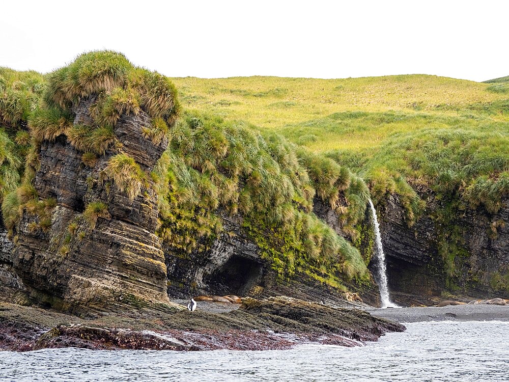 A waterfall drops to the beach where elephant seals are hauled out on Annenkov Island, South Georgia, South Atlantic, Polar Regions