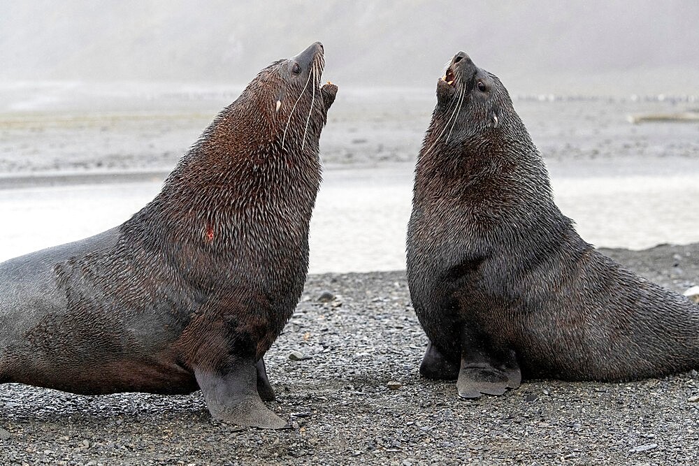 A pair of adult bull Antarctic fur seals (Arctocephalus gazella), fighting in Right Whale Bay, South Georgia, South Atlantic, Polar Regions