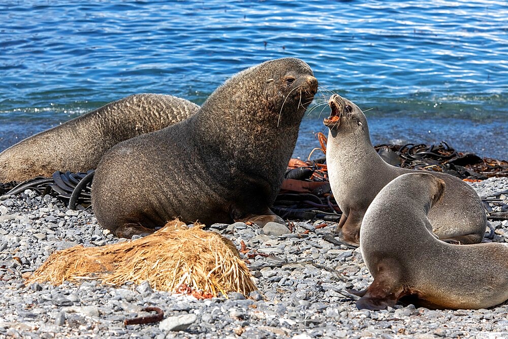 Adult Antarctic fur seal (Arctocephalus gazella), bull and cow on Prion Island, South Georgia Island, South Atlantic, Polar Regions