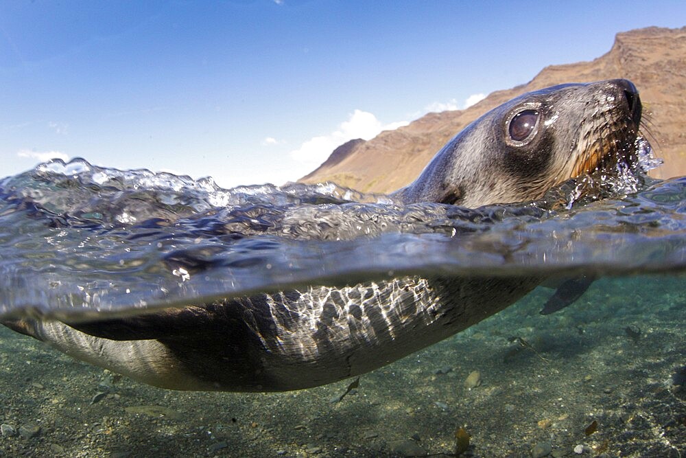 Antarctic fur seal pups (Arctocephalus gazella), playing underwater in Stromness Harbor, South Georgia, South Atlantic, Polar Regions