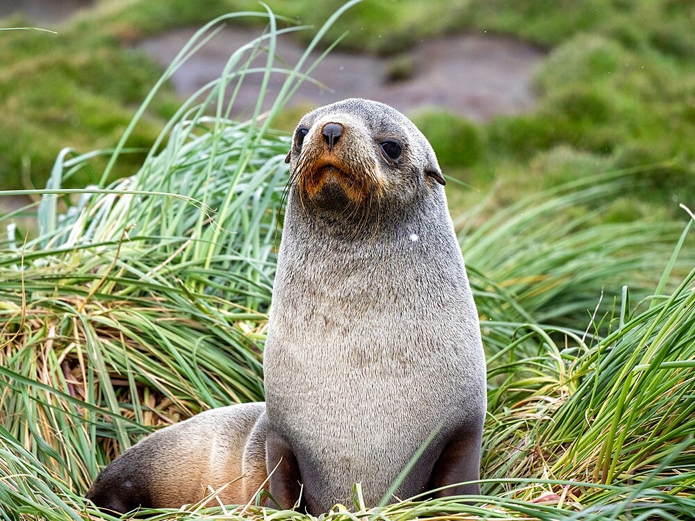 An adult female Antarctic fur seal (Arctocephalus gazella), in Moltke Harbor, South Georgia, South Atlantic, Polar Regions