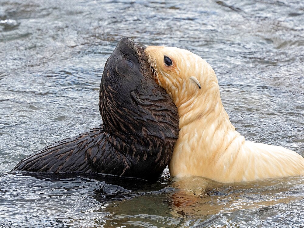 A leucistic Antarctic fur seal (Arctocephalus gazella), pup playing with normal pup in Grytviken, South Georgia, South Atlantic, Polar Regions