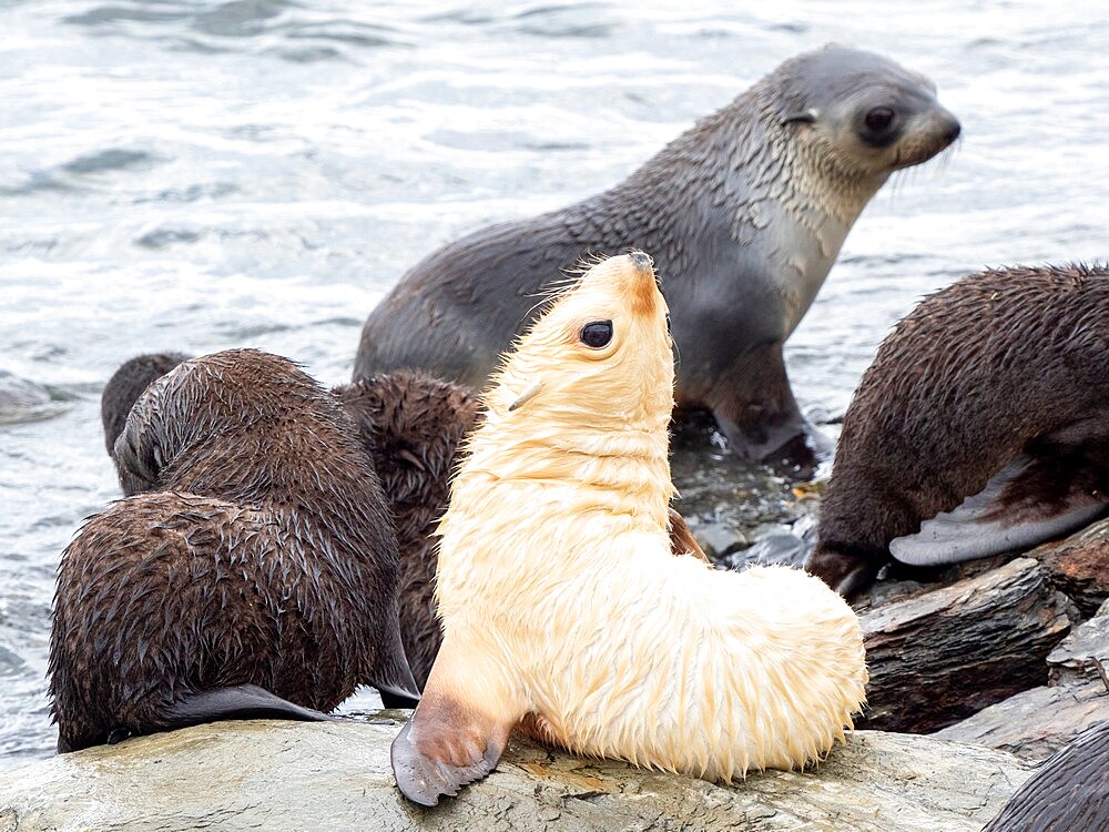 A leucistic Antarctic fur seal (Arctocephalus gazella), pup amongst normal pups in Grytviken, South Georgia, South Atlantic, Polar Regions