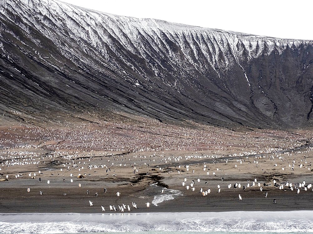 Chinstrap penguins (Pygoscelis antarcticus), and Adelie penguins on Saunders Island, South Sandwich Islands, South Atlantic, Polar Regions