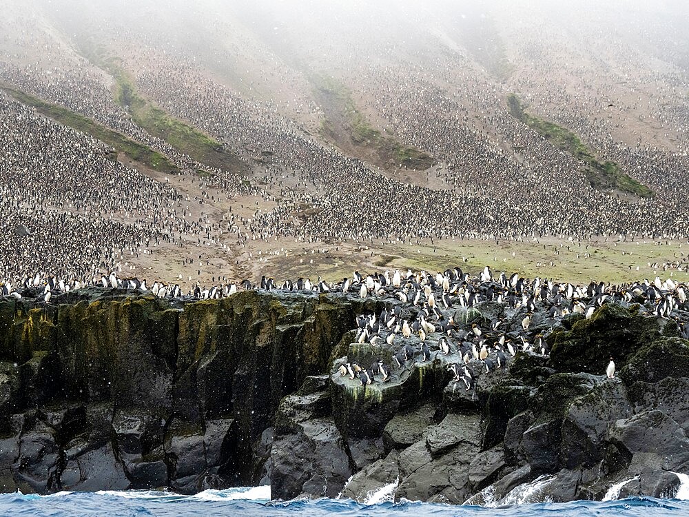 Over a million chinstrap penguins (Pygoscelis antarcticus), on Zavodovski Island, South Sandwich Islands, South Atlantic, Polar Regions