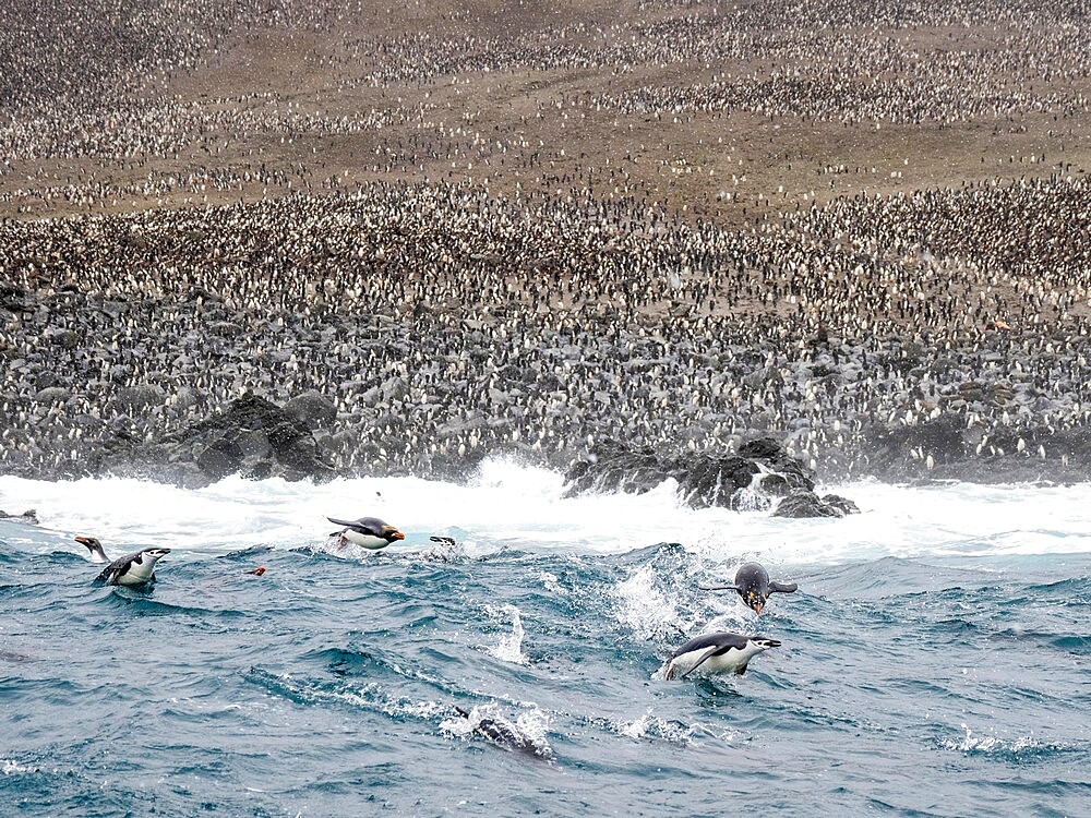 Over a million chinstrap penguins (Pygoscelis antarcticus), on Zavodovski Island, South Sandwich Islands, South Atlantic, Polar Regions