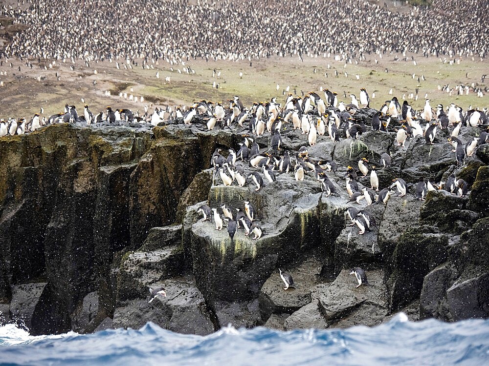 Chinstrap penguins (Pygoscelis antarcticus), diving off a cliff in to the sea, Zavodovski Island, South Sandwich Islands, South Atlantic, Polar Regions