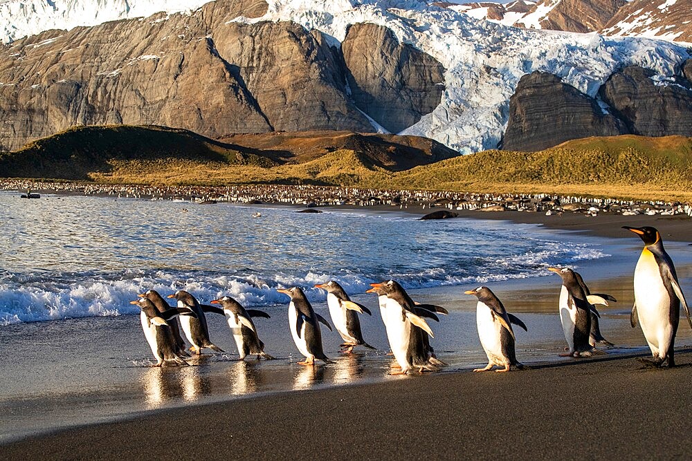 Adult gentoo penguins (Pygoscelis papua), on the beach at daybreak at Gold Harbor, South Georgia, South Atlantic, Polar Regions