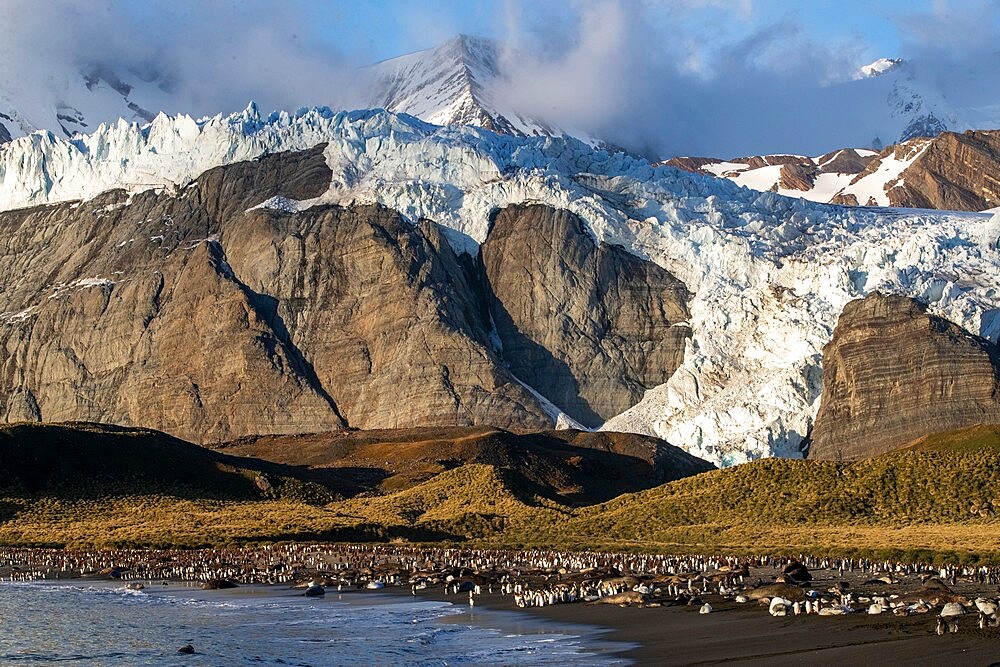 King penguin (Aptenodytes patagonicus), breeding colony at Gold Harbour, South Georgia, South Atlantic, Polar Regions