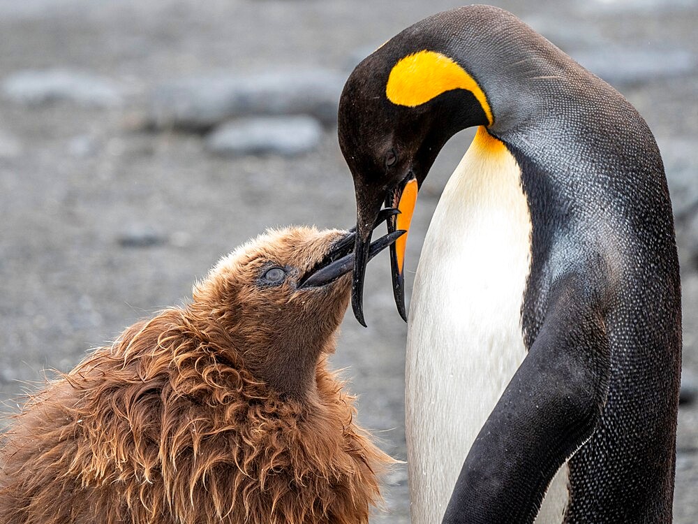 King penguin (Aptenodytes patagonicus), adult feeding a chick at breeding colony in Gold Harbour, South Georgia, South Atlantic, Polar Regions